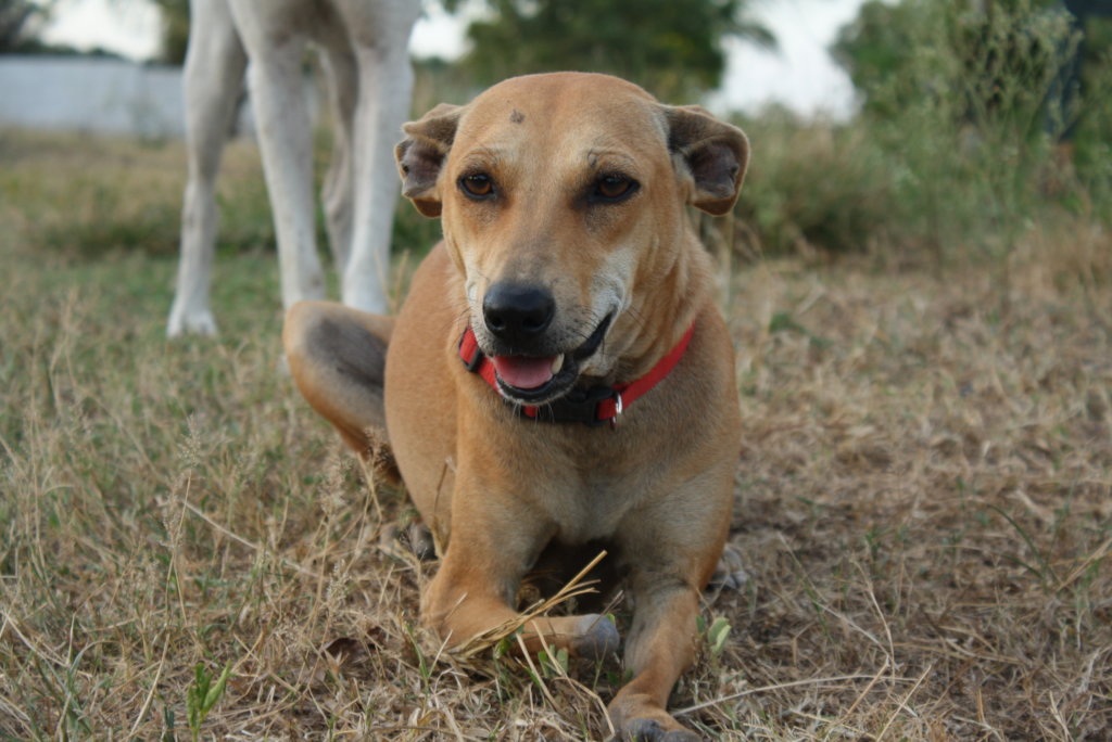 Give second chance for 100 rescue animals in India