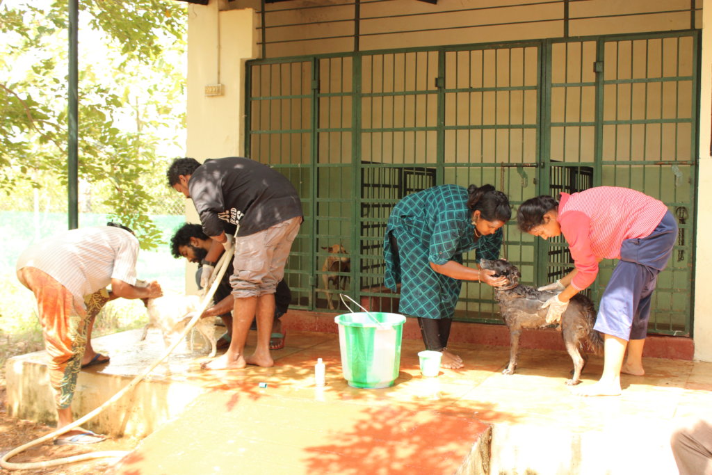 Bathing the residents of the sanctuary