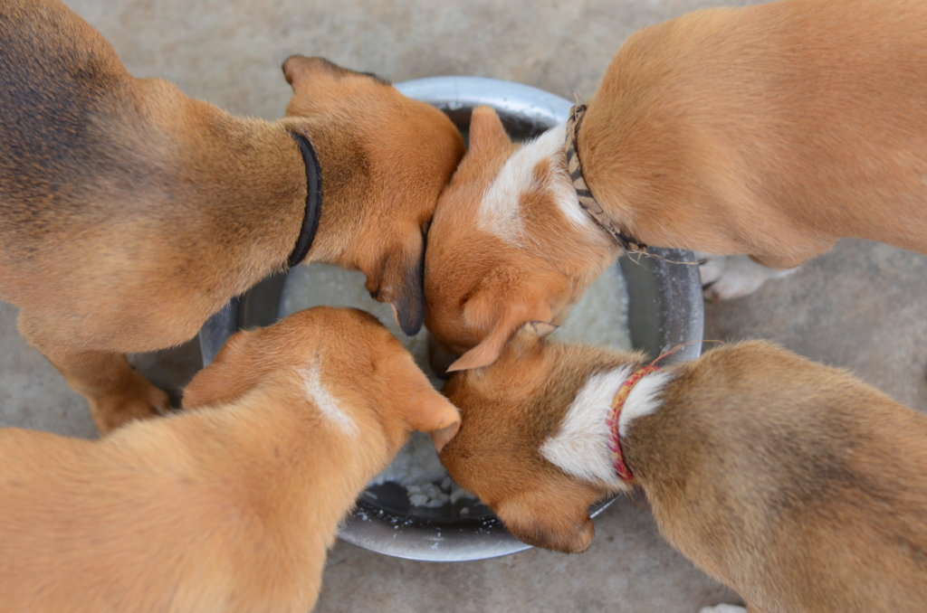 Orphaned Pups
