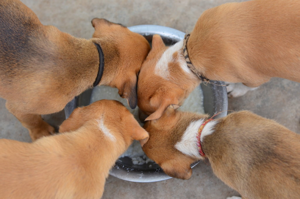 Orphaned Pups