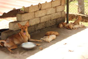 Mother and Pups