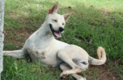 Give second chance for 100 rescue animals in India