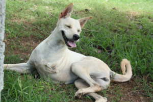 Give second chance for 100 rescue animals in India