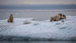 A family of happy polar bears