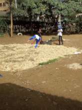 New load of crushed sugarcane ready for practice
