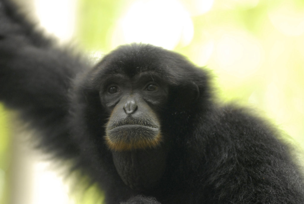 Save the Forest of Gibbons in Indonesia! - GlobalGiving