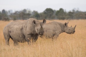 Black Rhinos in their majesty - the beneficiaries!