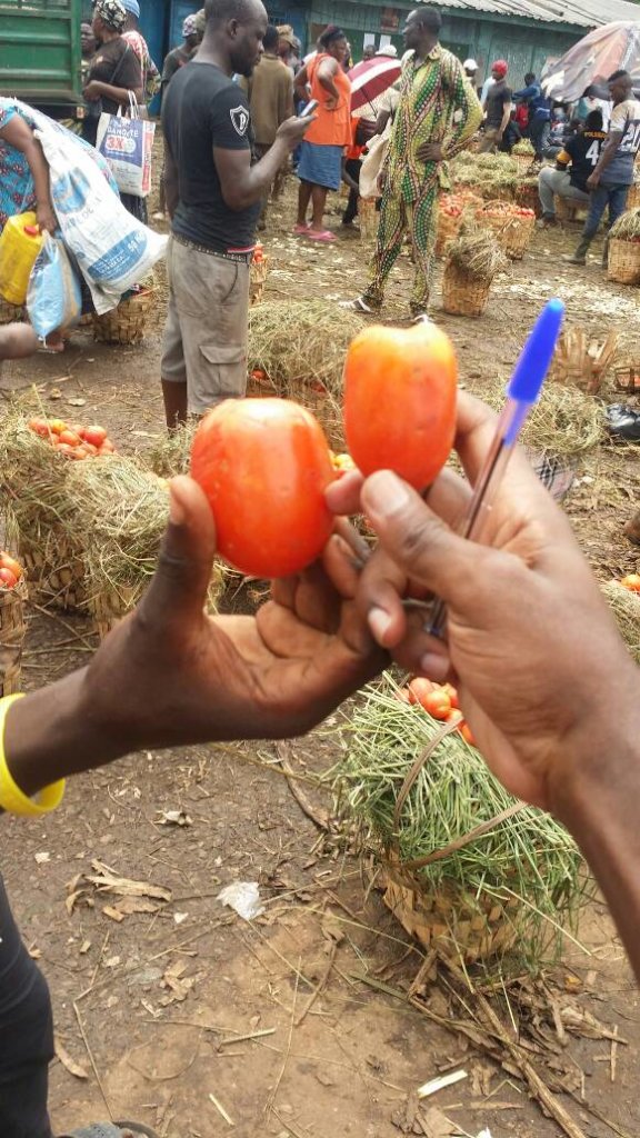 Provide Agriculture Funds for 300 Youths Cameroon