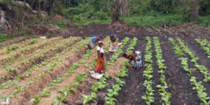 Mulching the garden
