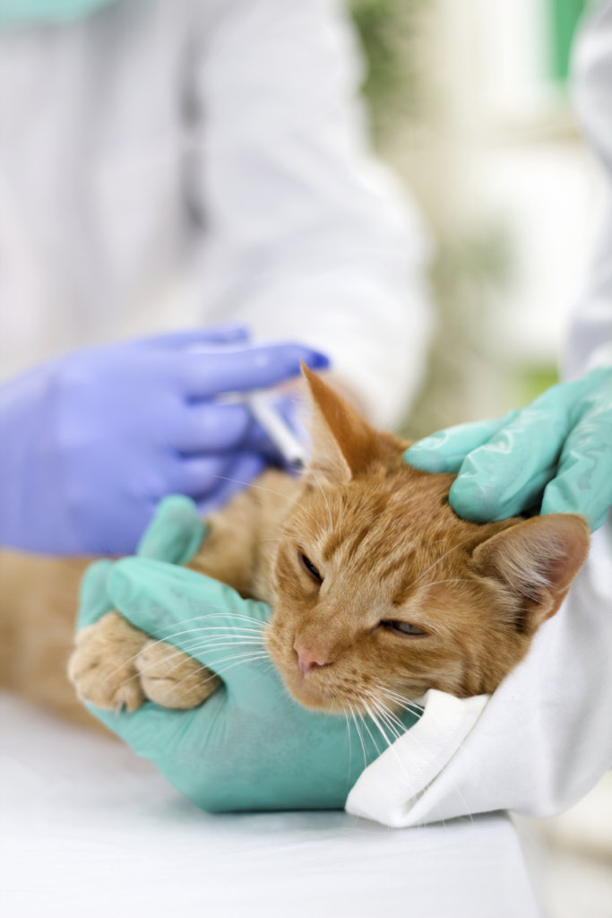 Help CAARE End Shocking Experiments on Cats