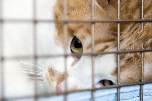 Help CAARE End Shocking Experiments on Cats