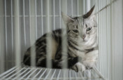 Help CAARE End Shocking Experiments on Cats