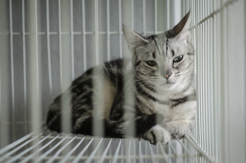 Help CAARE End Shocking Experiments on Cats