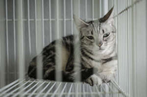 Help CAARE End Shocking Experiments on Cats