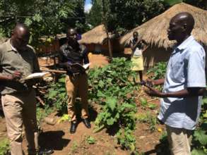Farmer shows eggplant damaged by bacteria wilt