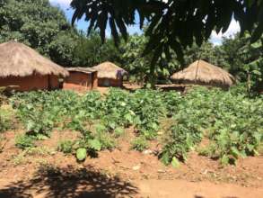 Small subsistence crop at a farmer's home