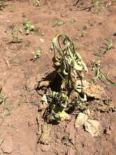 Eggplant with bacteria wilt