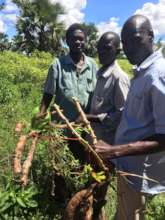 Showing how cassava mosaic disease affects roots