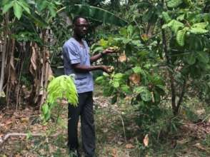 Biodigester fertilizer improves cashew crop