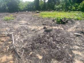 Clearng the land