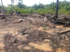 Clearing land 3