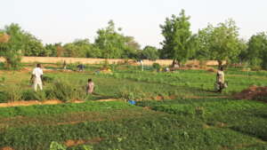 community garden