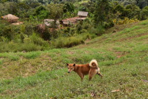 Indigenous dog with Ikundi household compound