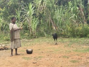 Ikundi mother with a baby cassowary
