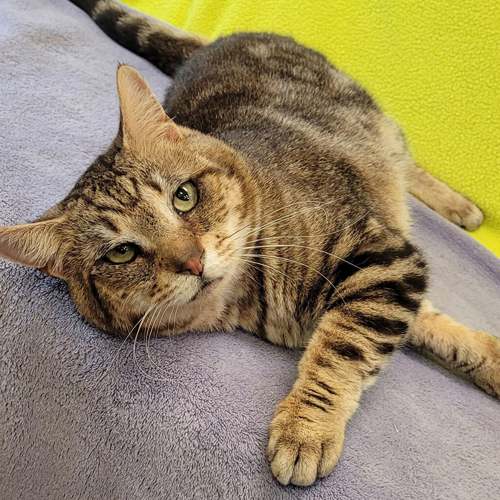 Coolie relaxes at Greenhill after healing.