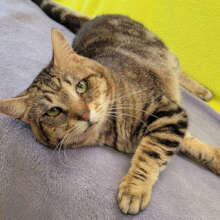 Coolie relaxes at Greenhill after healing.
