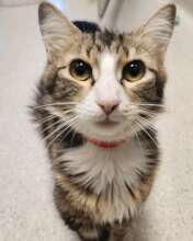 1-year-old Dragon is looking for a special family