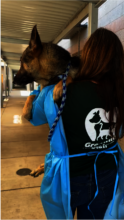 A German Shepherd carried into the shelter