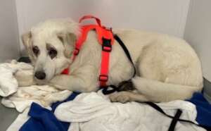 One of the many rescued Great Pyrenees