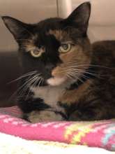 Lily was rescued from the fires. She is safe now.
