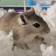 Many people don't know that we care for gerbils.