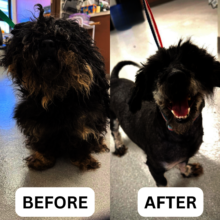 Marley, Before and After