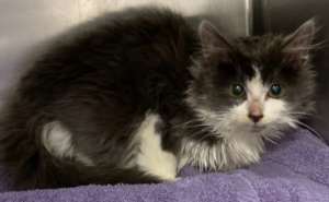 Puff arrives at the shelter needing medical care.