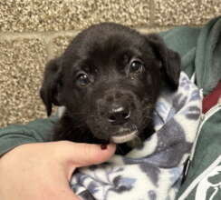 This puppy and their siblings needed safe shelter