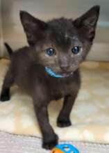 Rye, one of many rescued cats
