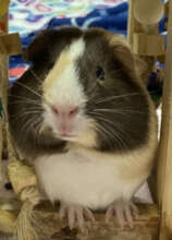 Stizzy is a Guinea Pig looking for the right home