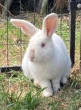 Tiramisu is one of many rabbits we have available