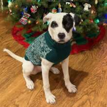 Westley found a home for the holidays