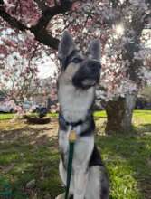 Zeke, post-surgery, on the mend.