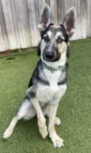 Zeke, pre-surgery with an injured leg.