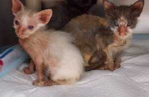 Kittens from hoarding case on day of arrival