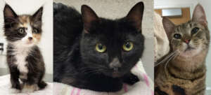Mo, Rosie and Tabitha arrived for care this week.