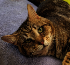 Coolie was provided with a life-saving surgery