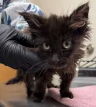Loki, kitten
