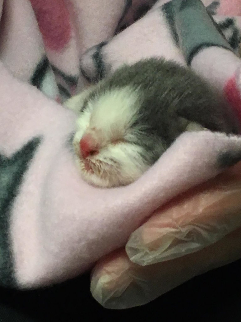 Save the Lives of Homeless Animals in Oregon