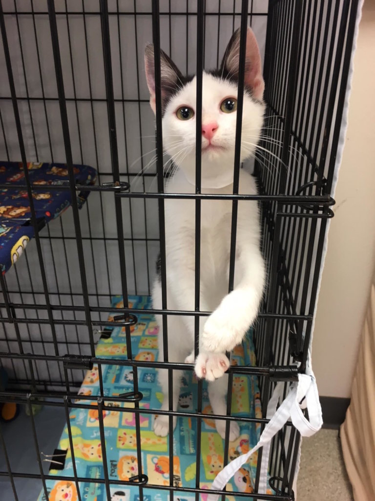 Save the Lives of Homeless Animals in Oregon